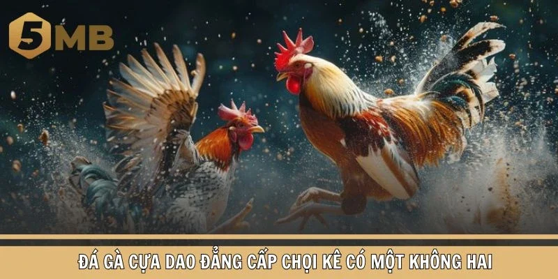 Đá gà cựa dao