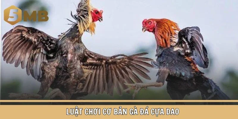 Luật chơi cơ bản gà đá cựa dao bạn cần nắm