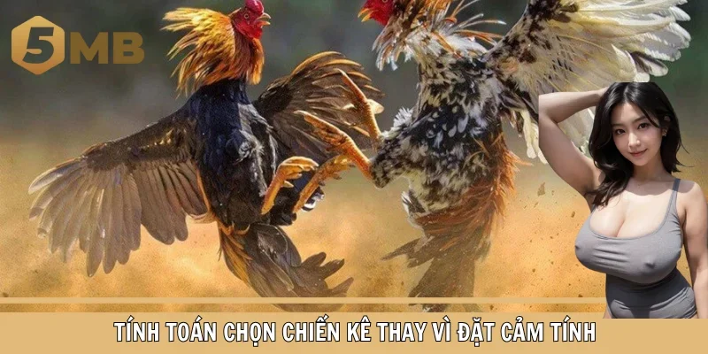 Tính toán chọn chiến kê thay vì đặt cảm tính